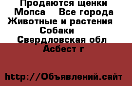 Продаются щенки Мопса. - Все города Животные и растения » Собаки   . Свердловская обл.,Асбест г.
